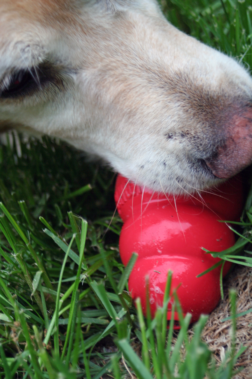 Dog playing with a red KONG Classic toy